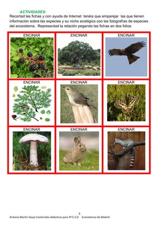 6
Antonio Martín Zayas Contenidos didácticos para 4º E.S.O Ecosistemas de Madrid
ACTIVIDADES:
Recortad las fichas y con ayuda de Internet tenéis que emparejar las que tienen
información sobre las especies y su nicho ecológico con las fotografías de especies
del ecosistema. Representad la relación pegando las fichas en dos folios
ENCINAR ENCINAR ENCINAR
ENCINAR ENCINAR ENCINAR
ENCINAR ENCINAR ENCINAR
 
