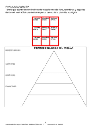 9
Antonio Martín Zayas Contenidos didácticos para 4º E.S.O Ecosistemas de Madrid
PIRÁMIDE ECOLÓGICA
Tenéis que escribir el nombre de cada especie en cada ficha, recortarlas y pegarlas
dentro del nivel trófico que les corresponda dentro de la pirámide ecológica.
DESCOMPONEDORES
CARNÍVOROS
HERBÍVOROS
PRODUCTORES
PIRÁMIDE ECOLÓGICA DEL ENCINAR
ENCINAR
ESPECIE:
ENCINAR
ESPECIE:
ENCINAR
ESPECIE:
ENCINAR
ESPECIE:
ENCINAR
ESPECIE:
ENCINAR
ESPECIE:
ENCINAR
ESPECIE:
ENCINAR
ESPECIE:
ENCINAR
ESPECIE:
 