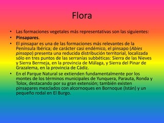 FloraLas formaciones vegetales más representativas son las siguientes: Pinsapares. El pinsapar es una de las formaciones más relevantes de la Península Ibérica; de carácter casi endémico, el pinsapo (Abies pinsapo) presenta una reducida distribución territorial, localizada sólo en tres puntos de las serranías subbéticas: Sierra de las Nieves y Sierra Bermeja, en la provincia de Málaga, y Sierra del Pinar de Grazalema, en la provincia de Cádiz. En el Parque Natural se extienden fundamentalmente por los montes de los términos municipales de Yunquera, Parauta, Ronda y Tolox, destacando por su gran extensión; también existen pinsapares mezclados con alcornoques en Bornoque (Istán) y un pequeño rodal en El Burgo. 