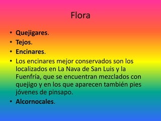 FloraQuejigares. Tejos. Encinares. Los encinares mejor conservados son los localizados en La Nava de San Luis y la Fuenfría, que se encuentran mezclados con quejigo y en los que aparecen también pies jóvenes de pinsapo. Alcornocales. 