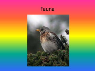 Fauna
