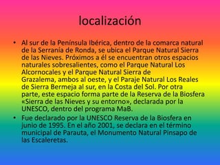 localizaciónAl sur de la Península Ibérica, dentro de la comarca natural de la Serranía de Ronda, se ubica el Parque Natural Sierra de las Nieves. Próximos a él se encuentran otros espacios naturales sobresalientes, como el Parque Natural Los Alcornocales y el Parque Natural Sierra de Grazalema, ambos al oeste, y el Paraje Natural Los Reales de Sierra Bermeja al sur, en la Costa del Sol. Por otra parte, este espacio forma parte de la Reserva de la Biosfera «Sierra de las Nieves y su entorno», declarada por la UNESCO, dentro del programa MaB. Fue declarado por la UNESCO Reserva de la Biosfera en junio de 1995. En el año 2001, se declara en el término municipal de Parauta, el Monumento Natural Pinsapo de las Escaleretas. 