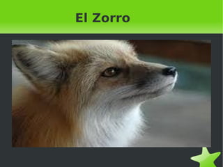El Zorro 