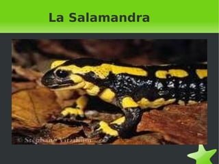 La Salamandra 