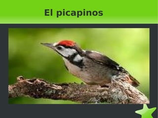 El picapinos 