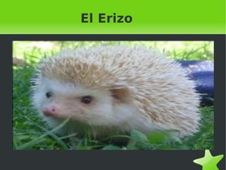 El Erizo  