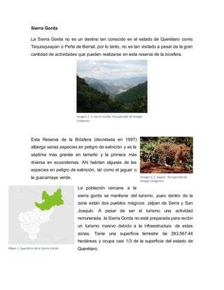 Sierra Gorda
La Sierra Gorda no es un destino tan conocido en el estado de Querétaro como
Tequisquiapan o Peña de Bernal, por lo tanto, no es tan visitado a pesar de la gran
cantidad de actividades que pueden realizarse en esta reserva de la biosfera.
Esta Reserva de la Biósfera (decretada en 1997)
alberga varias especies en peligro de extinción y es la
séptima más grande en tamaño y la primera más
diversa en ecosistemas. Ahí habitan algunas de las
especies en peligro de extinción, tal como el jaguar o
la guacamaya verde.
La población cercana a la
sierra gorda se mantiene del turismo, pues dentro de la
zona están dos pueblos mágicos: Jalpan de Serra y San
Joaquín. A pesar de ser el turismo una actividad
remunerada, la Sierra Gorda no está preparada para recibir
un turismo masivo debido a la infraestructura de estas
zonas. Tiene una superficie terrestre de 383,567.44
hectáreas y ocupa casi 1/3 de la superficie del estado de
Querétaro.
Imagen 1. 1. Sierra Gorda. Recuperado de Google
imágenes.
Imagen 1.2. Jaguar. Recuperado de
Google imágenes.
Mapa 1. Superficie de la Sierra Gorda.
 