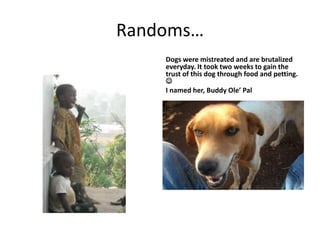 Randoms…Dogs were mistreated and are brutalized everyday. It took two weeks to gain the trust of this dog through food and petting. I named her, Buddy Ole’ Pal