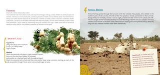 4TAMARIND
Scientific name: Tamarindus indica
The tamarind tree has a short trunk and very thick foliage, making it ideal shelter for both people and
animals. The fruit is a hard, dark pod, containing dozens of seeds surrounded by pulp. The tamarind has
many uses in the kitchen because its tart flavour is similar to lemon, and it is found in numerous dishes
and sauces. The pulp can be eaten seasoned with salt and pepper, but the most common product made
from tamarind is juice, made by macerating the pulp in water and sugar. Sweet little balls of tamarind
seeds are often sold at the markets, prepared by women on the spot.
Tamarind Juice
Ingredients
250 grams (9 oz) tamarind fruits
5 cups (1¼ litres) water
sugar to taste
Method
Wash the tamarind and place in a pot covered in water.
Boil until the skins burst (about 20 minutes)
and transfer to a big bowl with half the cooking liquid.
Mash the tamarind with a fork and filter into another bowl using a strainer, mashing as much of the
pulp as possible through. Strain once more and add sugar to taste.
ANIMAL BREEDS
Animal farming spread through Sierra Leone with the nomadic Fula people, who settled in the
northern parts of the country. The life of the Fula people is closely connected to their animals.
Young brides, for example, receive a cow as a gift, and become the owners of its calves and milk.
The Fula taught animal husbandry techniques to the Mandingo, Yalunka and Susu people. The most
common local breeds are N’dama cattle, West African Dwarf goats and Djallonké sheep. With the
long civil war, livestock numbers have fallen dramatically.
Local breeds are hardier and need
less attention, because over the
centuries they’ve adapted to the
territory and climate. Local breeds
and their products (like milk, meat
or wool) are an asset to local com-
munities and must be preserved.
 