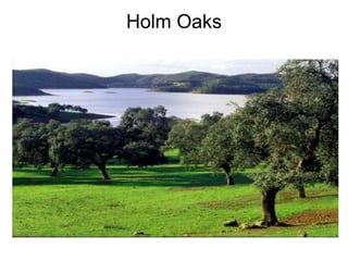 Holm Oaks