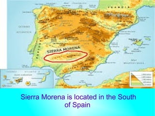Sierra Morena is located in the South
of Spain
 