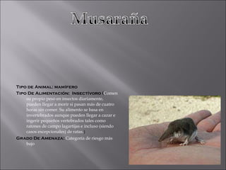 Tipo de Animal: mamífero Tipo De Alimentación:  Insectívoro ( Comen su propio peso en insectos diariamente, pueden llegar a morir si pasan más de cuatro horas sin comer. Su alimento se basa en invertebrados aunque pueden llegar a cazar e ingerir pequeños vertebrados tales como ratones de campo lagartijas e incluso (siendo casos excepcionales) de ratas. ) Grado De Amenaza:  Categoría de riesgo más bajo 