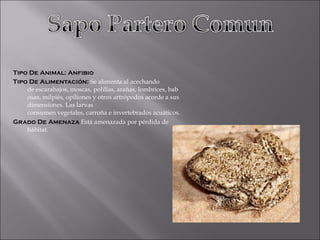 Tipo De Animal: Anfibio Tipo De Alimentación:  Se alimenta al acechando de escarabajos, moscas, polillas, arañas, lombrices, babosas, milpiés, opiliones y otros artrópodos acorde a sus dimensiones. Las larvas consumen vegetales, carroña e invertebrados acuáticos. Grado De Amenaza  Está amenazada por pérdida de   hábitat. 