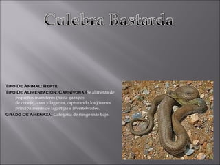 Tipo De Animal: Reptil Tipo De Alimentación: Carnívora ( Se alimenta de pequeños mamíferos (hasta gazapos de conejo), aves y lagartos, capturando los jóvenes principalmente de lagartijas e invertebrados.  Grado De Amenaza:  Categoría de riesgo más bajo. 