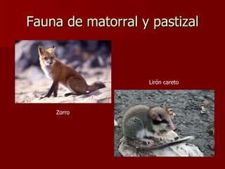 Fauna de matorral y pastizal Zorro Lirón careto 