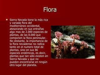 Flora Sierra Nevada tiene la más rica y variada flora del mediterráneo occidental, atesorando en sus entrañas algo mas de 2.000 especies de plantas, de las 8.000 que componen la flora peninsular. No obstante, la importancia de la flora nevadense no radica tanto en el numero total de plantas, sino en sus 86 especies endémicas, es decir, plantas que tan sólo existen en Sierra Nevada y que no pueden encontrarse en ningún otro lugar del planeta. 