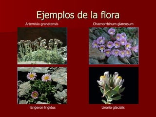 Ejemplos de la flora Artemisia granatensis   Chaenorrhinum glareosum   Erigeron frigidus   Linaria glacialis   