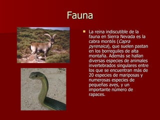 Fauna La reina indiscutible de la fauna en Sierra Nevada es la cabra montés ( Capra pyrenaica ), que suelen pastan en los borreguiles de alta montaña. Además se hallan diversas especies de animales invertebrados singulares entre los que se encuentran más de 20 especies de mariposas y numerosas especies de pequeñas aves, y un importante número de rapaces.  