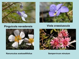Pinguicola nevadensis   Viola crassiuscula   Ranunculus acetosellifolius   Sempervivum minutum   