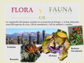 
La vegetación del parque consiste en su mayoría de bosque y se han detectado
unas 628 especies de aves, 120 de mamíferos y 142 de anfibios y reptiles.
Frailejón
Dichaea
Berberis
Nevadensis
Bromelia
 