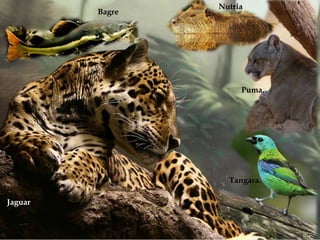 
Bagre
Jaguar
Tangara.
Puma.
Nutria
 