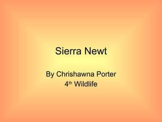 Sierra Newt By Chrishawna Porter 4 th  Wildlife 