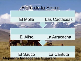 El Sauco La Cantuta
El Aliso La Arracacha
El Molle Las Cactáceas
Flora de la Sierra
Alejandro Indacochea Guerrero 12
 