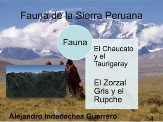 Fauna de la Sierra Peruana
El Chaucato
y el
Taurigaray
El Zorzal
Gris y el
Rupche
Fauna
Alejandro Indacochea Guerrero 14
 