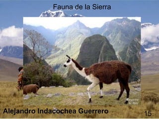 Fauna de la Sierra
Alejandro Indacochea Guerrero 15
 