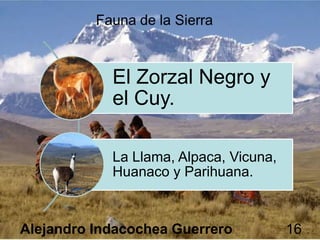 El Zorzal Negro y
el Cuy.
La Llama, Alpaca, Vicuna,
Huanaco y Parihuana.
Alejandro Indacochea Guerrero 16
 