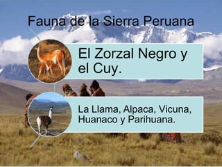 Fauna de la Sierra Peruana
El Zorzal Negro y
el Cuy.
La Llama, Alpaca, Vicuna,
Huanaco y Parihuana.
 