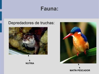 Descripción: La Sierra de Castril es un parque natural incluido en su totalidad en el municipio de Castril (al norte de la provincia de Granada). Está recorrido de norte a sur por el río del mismo nombre -el río Castril- y su principal característica es su espectacular relieve, fruto de la naturaleza caliza del suelo, las precipitaciones en las cumbres y la acción de las aguas. 