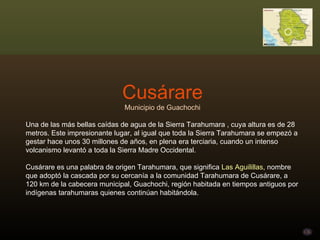Cusárare Municipio de Guachochi Una de las más bellas caídas de agua de la Sierra Tarahumara , cuya altura es de 28 metros. Este impresionante lugar, al igual que toda la Sierra Tarahumara se empezó a gestar hace unos 30 millones de años, en plena era terciaria, cuando un intenso volcanismo levantó a toda la Sierra Madre Occidental. Cusárare es una palabra de origen Tarahumara, que significa  Las Aguilillas , nombre que adoptó la cascada por su cercanía a la comunidad Tarahumara de Cusárare, a 120 km de la cabecera municipal, Guachochi, región habitada en tiempos antiguos por indígenas tarahumaras quienes continúan habitándola.  