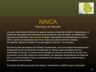NAICA Municipio de Saucillo Un poco más hacia el norte de la Laguna Juanota, al este de la Sierra Tarahumara y al centro-sur del estado de Chihuahua, se encuentra la mina de Naica, mundialmente famosa por la llamada  Cueva de los Cristales , descubierta accidentalmente en el año 2000, cuando se exploraban las minas. Esta cueva tiene enormes cristales de selenita, algunos de hasta 10 m de longitud y más de 1 m de ancho.  No forma parte del sistema de la Sierra Tarahumara, pero son prueba fehaciente de la antigüedad de las formaciones montañosas al crearse estas cavidades que hoy sorprenden al mundo. La cueva de los cristales es única en el mundo en su tipo y se encuentra a unos 300 metros de profundidad, con elevadas temperaturas de hasta de 50°c y mucha humedad. Para su exploración fue necesario un gran esfuerzo tanto tecnológico como humano.  El nombre de Naica procede de la lengua  tarahumara y significa  lugar sombreado . 