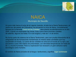 NAICA
                             Municipio de Saucillo
Un poco más hacia el norte de la Laguna Juanota, al este de la Sierra Tarahumara y al
centro-sur del estado de Chihuahua, se encuentra la mina de Naica, mundialmente
famosa por la llamada Cueva de los Cristales, descubierta accidentalmente en el año
2000, cuando se exploraban las minas. Esta cueva tiene enormes cristales
de selenita, algunos de hasta 10 m de longitud y más de 1 m de ancho.

No forma parte del sistema de la Sierra Tarahumara, pero son prueba fehaciente de la
antigüedad de las formaciones montañosas al crearse estas cavidades que hoy
sorprenden al mundo. La cueva de los cristales es única en el mundo en su tipo y se
encuentra a unos 300 metros de profundidad, con elevadas temperaturas de hasta de
50 c y mucha humedad. Para su exploración fue necesario un gran esfuerzo tanto
tecnológico como humano.

El nombre de Naica procede de la lengua tarahumara y significa lugar sombreado.
 