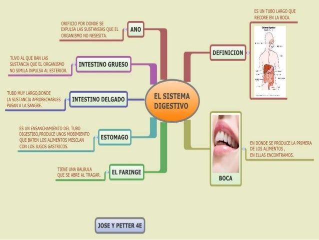 Mapas mentales del Sistema digestivo (Xmind)
