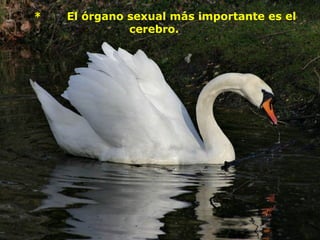   *       El órgano sexual más importante es el cerebro.       