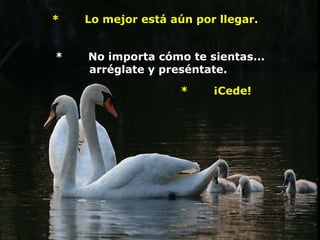 *       No importa cómo te sientas... arréglate y preséntate.  *       Lo mejor está aún por llegar.      *       ¡Cede!           