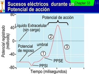 Sucesos eléctricos  durante un Potencial de acción Chapter 33 Potencial  de reposo Líquido Extracelular  (sin carga) umbra...