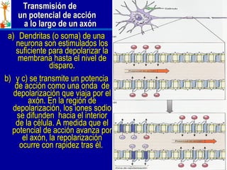Transmisión de    un potencial de acción    a lo largo de un axón Chapter 33 <ul><li>Dendritas (o soma) de una neurona son...