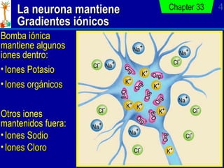 La neurona mantiene Gradientes iónicos Chapter 33 Org - Org - Org - Org - Org - Org - Org - Org - Org - K + K + K + K + K ...