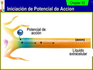 Iniciación de Potencial de Accion Chapter 33 Potencial de acción Líquido extracelular 