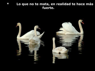 *       Lo que no te mata, en realidad te hace más fuerte.     