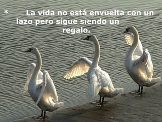 *       La vida no está envuelta con un lazo pero sigue siendo un          regalo.   