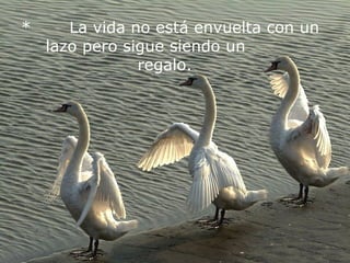 *       La vida no está envuelta con un lazo pero sigue siendo un          regalo.   