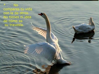 *       No compares tu vida con la de otros. No tienes ni idea de cómo es   su travesía.    