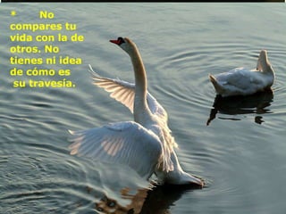 *       No compares tu vida con la de otros. No tienes ni idea de cómo es   su travesía.    
