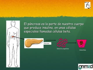 El páncreas es la parte de nuestro cuerpoEl páncreas es la parte de nuestro cuerpo
que produce insulina, en unas célulasque produce insulina, en unas células
especiales llamadas células beta.especiales llamadas células beta.
Páncreas
Islote de Langerhans
Célula Beta
 
