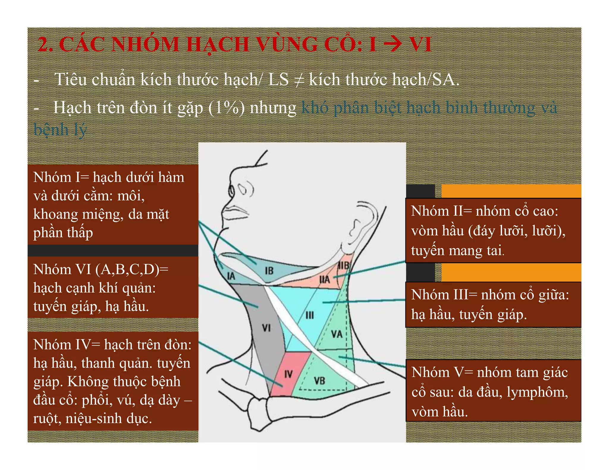 NỔI HẠCH Ở CỔ HỌNG DƯỚI CẰM CÓ THỂ LÀ PHẢN ỨNG VỚI NHIỄM TRÙNG THÔNG THƯỜNG