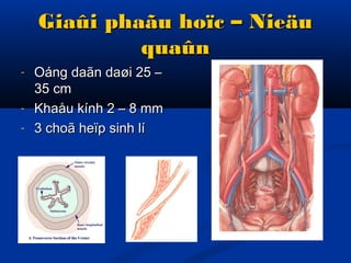 Giaûi phaãu hoïc – NieäuGiaûi phaãu hoïc – Nieäu
quaûnquaûn
- Oáng daãn daøi 25 –Oáng daãn daøi 25 –
35 cm35 cm
- Khaåu kính 2 – 8 mmKhaåu kính 2 – 8 mm
- 3 choã heïp sinh lí3 choã heïp sinh lí
 